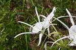 Northern spiderlily